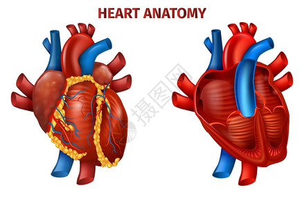 脉管系统心脏病学现实的高清图片