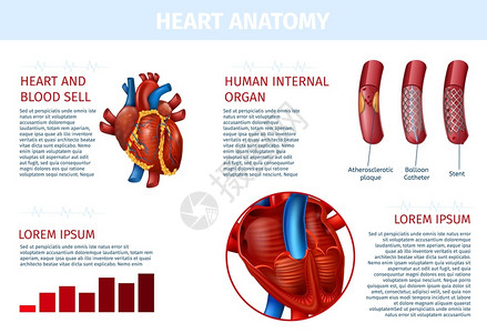 心脏病理解剖图解图片