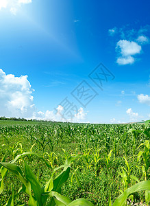 绿色玉米田的夏日阳光明亮复制空间背景图片