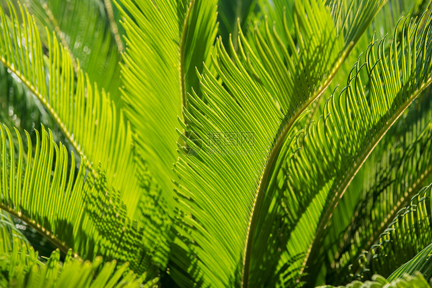 棕榈树绿叶关闭天然色背景图片