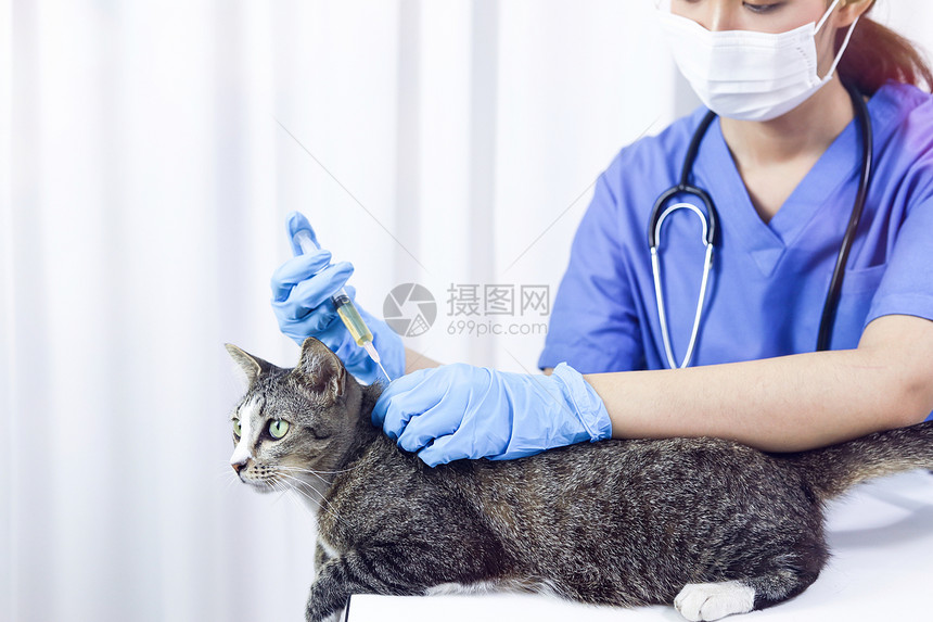 兽医诊所护理和猫类生图片