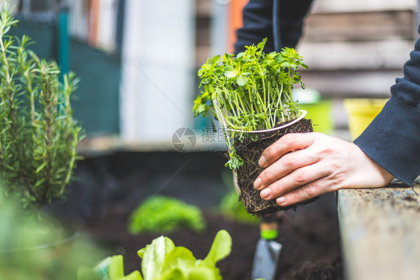 妇女正在高盛的床上种植蔬菜和草药新鲜植物和土壤图片