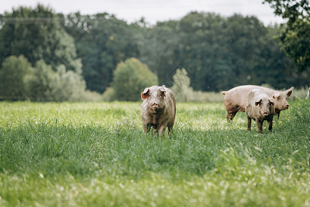 在农村场吃猪在私人农场吃猪高清图片