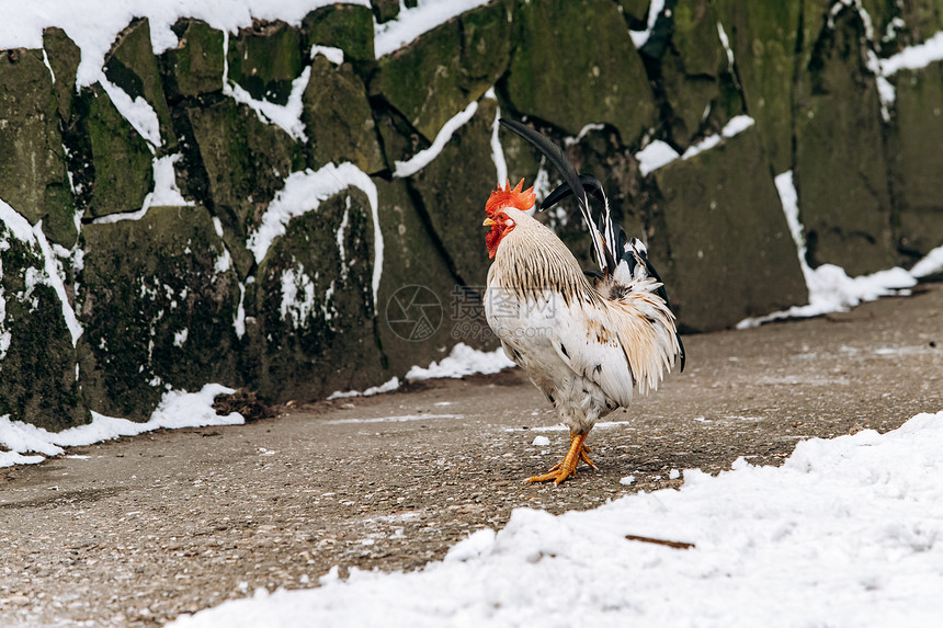 美丽的自制公鸡在冬天园散步图片