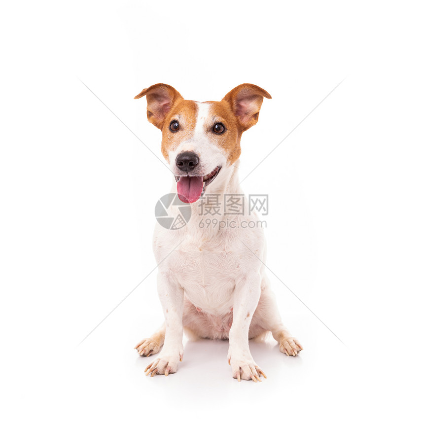 JackRussellTerrier在演播室孤立于白人背景图片