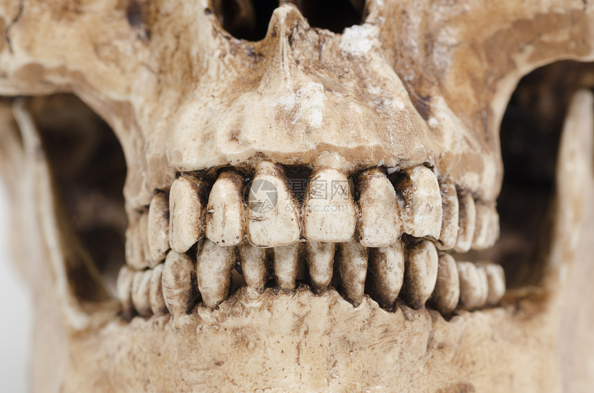 白色背景的人体牙齿模型Skull图片