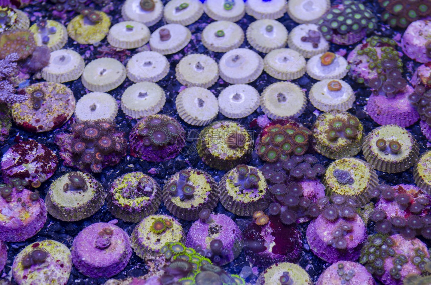 这是支火炬珊瑚Euphylliaglabrescens图片