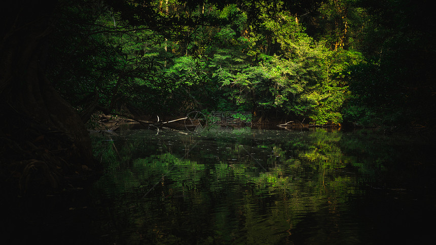 热带森林自然背景以绿调方式呈现的自然场景图片