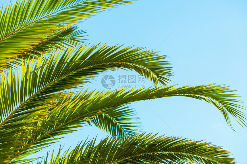 热带棕榈叶近距离接热带绿棕榈叶图片