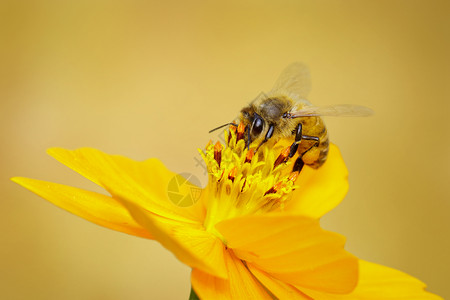 黄花上的蜜蜂或图像收集花蜜粉上的金蜂昆虫动物高清图片