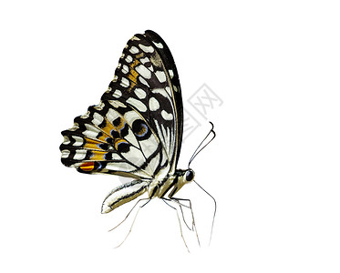 石灰蝴蝶生物学翅膀高清图片