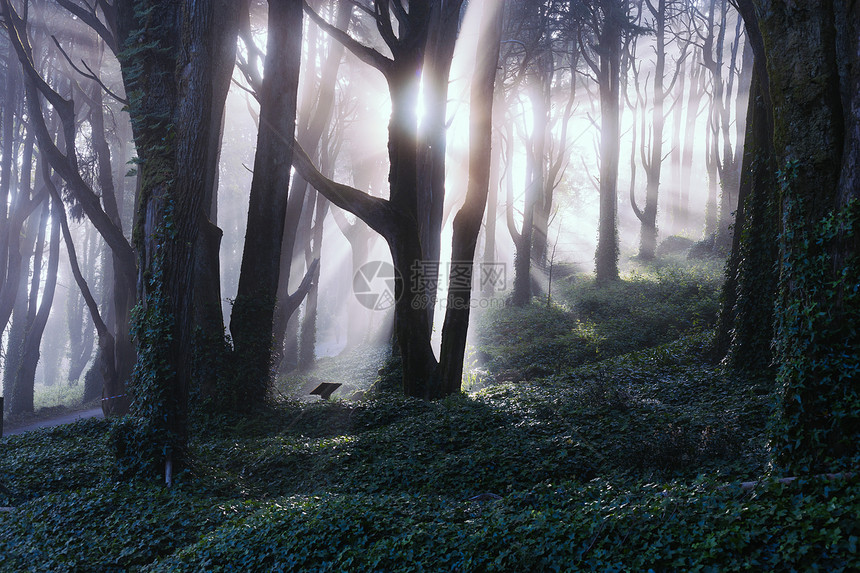 春之雾的清晨阳光照耀着阴暗的森林图片
