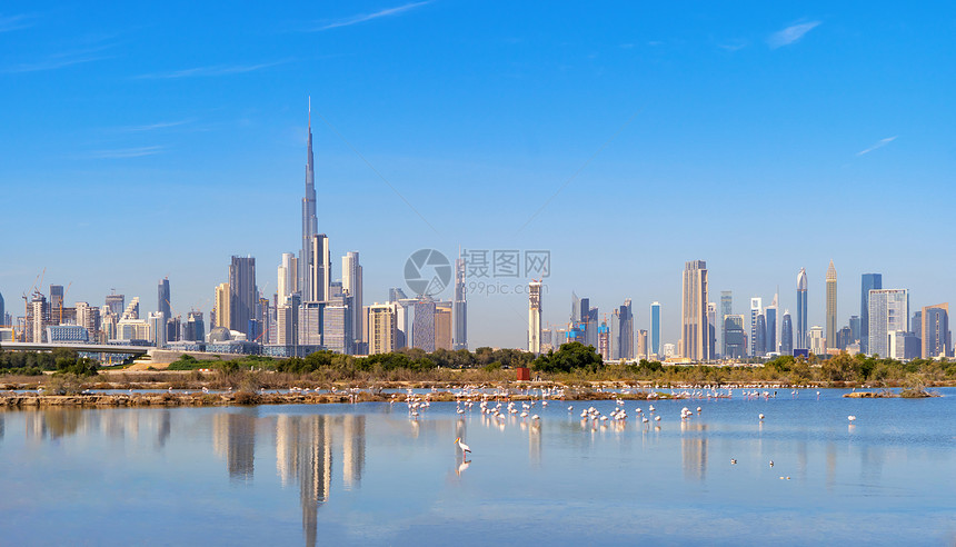 动物园公中的Flaminggo鸟迪拜市下城天际蓝阿拉伯联合酋长国或阿拉伯联合酋长国城市金融区RasAlKhor野生动物保护区野生图片