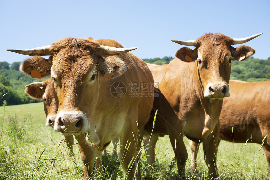 Aubrac牛群在Aveyron田地的肖像画图片