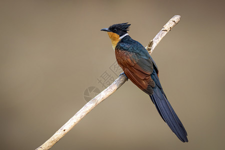 科罗曼杜斯观鸟野生动物高清图片