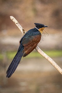 科罗曼杜斯Cuckoo鸟Coodatorcoromandus关于自然背景的树枝背景