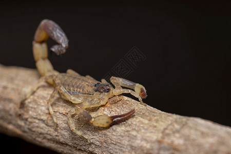 棕色干树枝上的蝎子昆虫动物高清图片