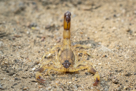 地上棕色蝎子的图像昆虫动物图片