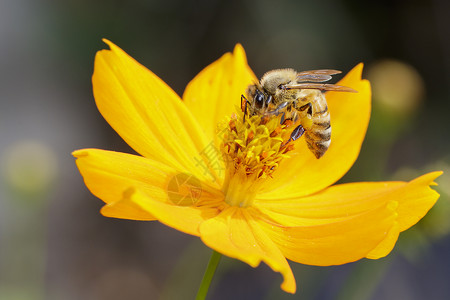 黄花上的蜜蜂或图像收集花蜜粉上的金蜂昆虫动物背景图片