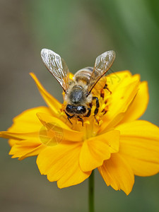 黄花上的蜜蜂或图像收集花蜜粉上的金蜂昆虫动物背景图片