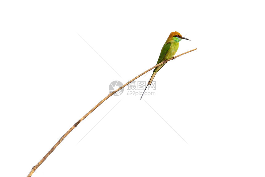 白色背景的树枝上绿色食蜂鸟图像类动物图片