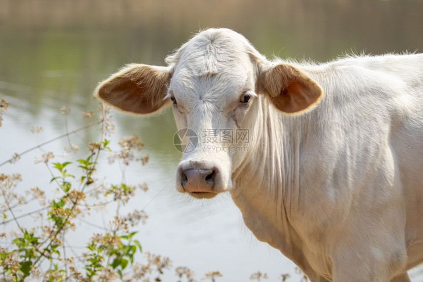 白色奶牛的画面盯着自然背景看动物园图片