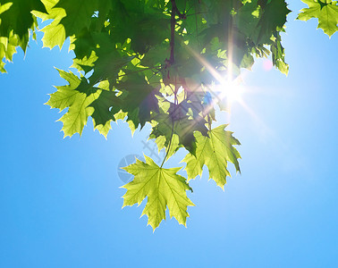 青树和蓝天阳光的春叶大自然构成图片