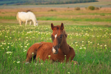 年轻的马躺在绿草地上自然的构成高清图片