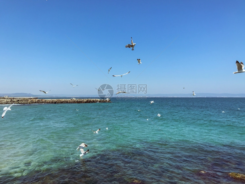 日落海鸥飞越面图片