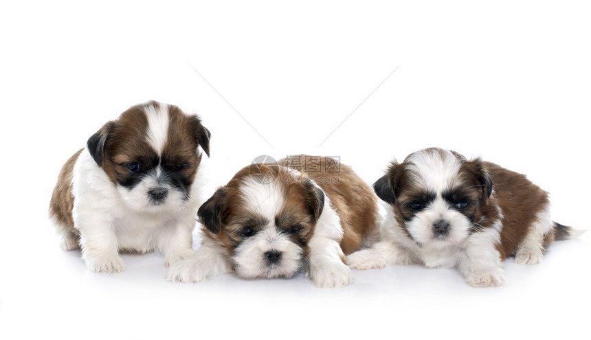 四只小狗在白色背景面前拉屎图片