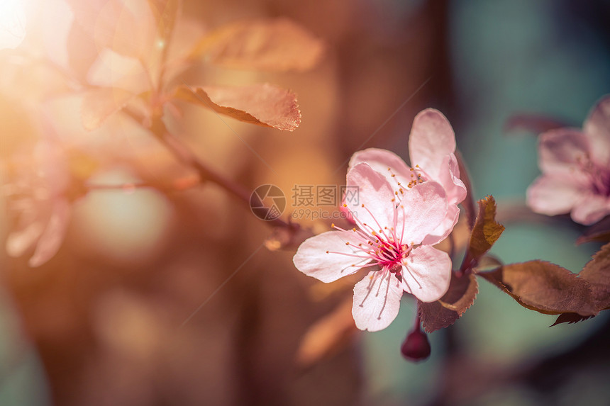 粉红色开花樱的近图片复制空间图片