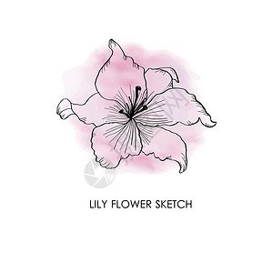 Lily手画的LilyLily图片