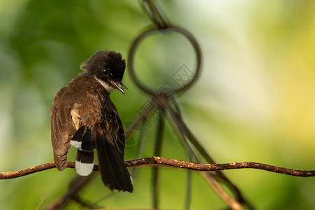 羽状的生活在大自然中的小鸟家庭周围的普通鸟背景