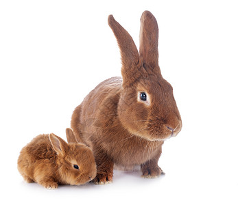 兔子妈妈白背景面前的年轻兔子和成背景