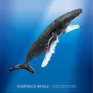 卡恰洛特水下的鲸鱼插画