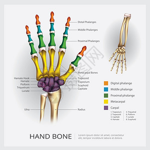 手腕关节和手动骨矢量插图插画