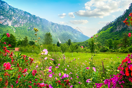 杜娟花黑山杜米托尔公园黑山背景