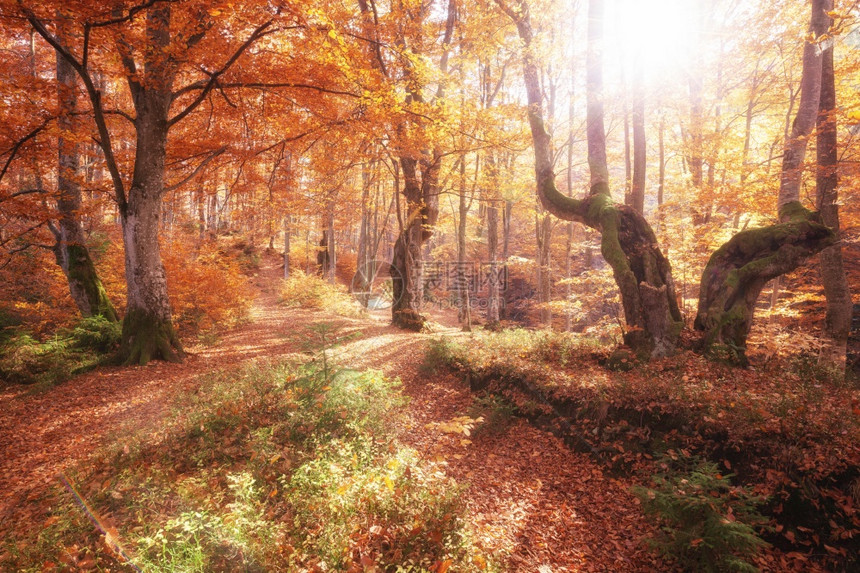 秋天森林的日出明亮黄金坠落自然景观图片