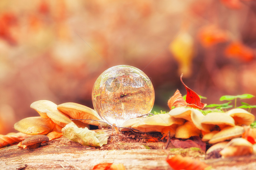 在秋叶上的水晶球图片
