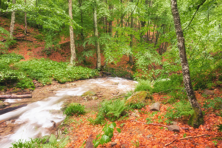 森林中的河流绿色夏日林地和小溪图片