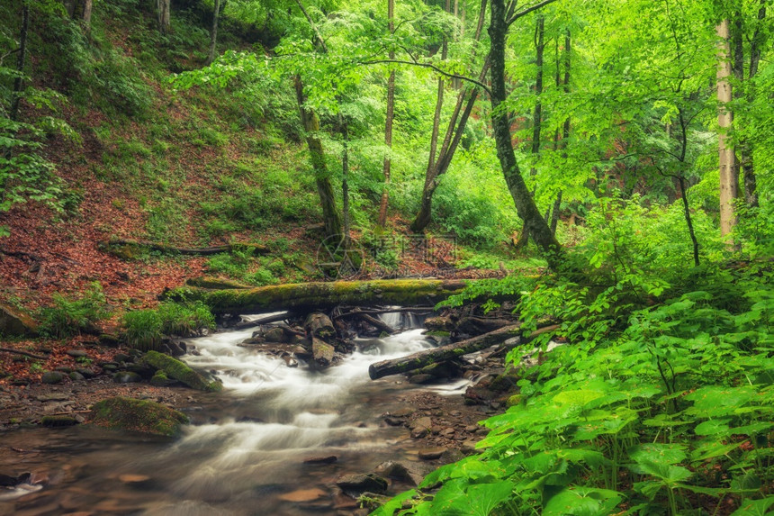 森林中的河流绿色夏日林地和小溪图片