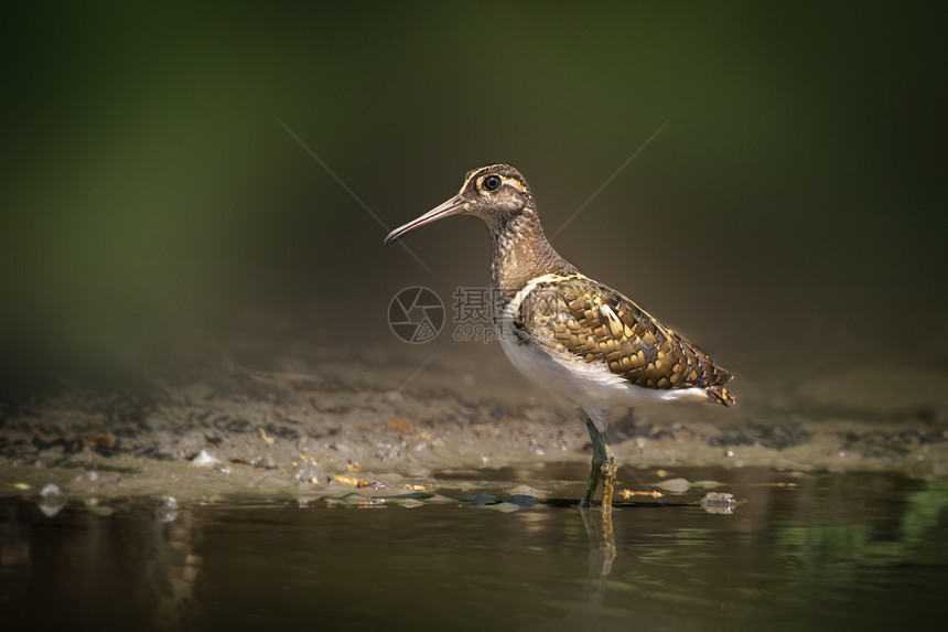以自然为背景寻找沼泽食物的大油漆小鸟RostratulaBenghalensis图像图片