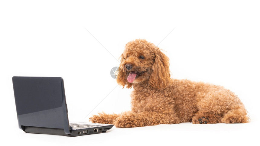 坐在白色背景旁的杏仁小狗看着在白色上被孤立的笔记本电脑图片