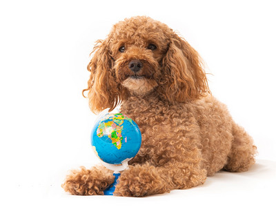 与玩具地球隔绝的红狗背景图片