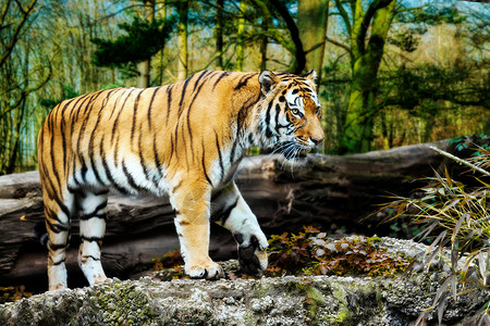 虎孟加拉皇家虎高清图片