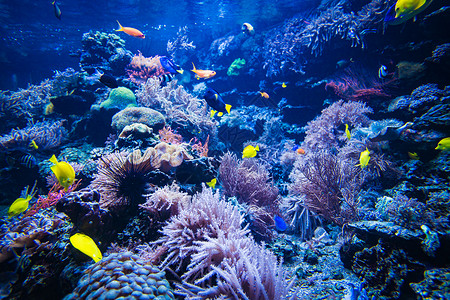 珊瑚礁和鱼水下照片世界景象图片