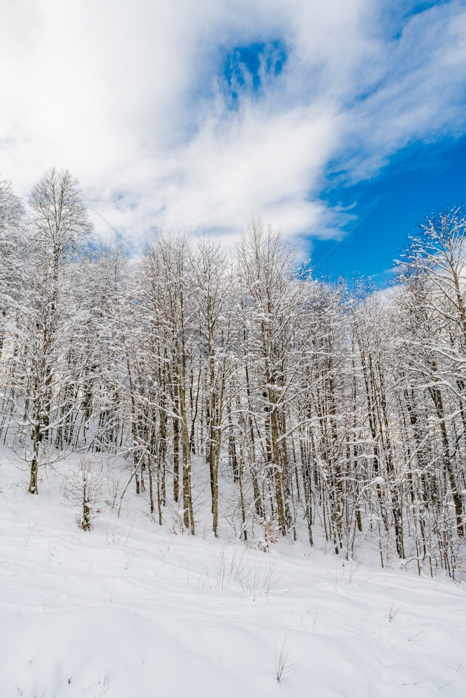 冬雪覆盖山上的树木图片