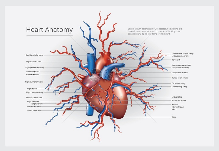 心脏解剖矢量图图片