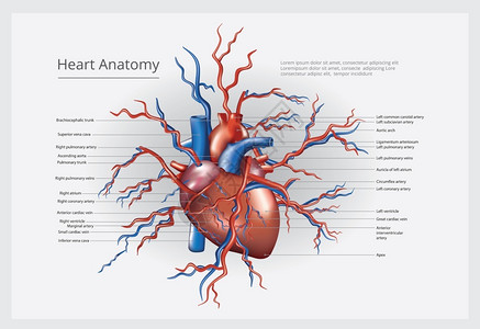 心室解剖心脏解剖矢量图插画