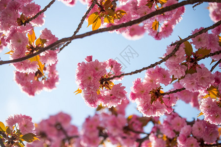 护肤品树素材粉红色开花樱的近图片复制空间背景